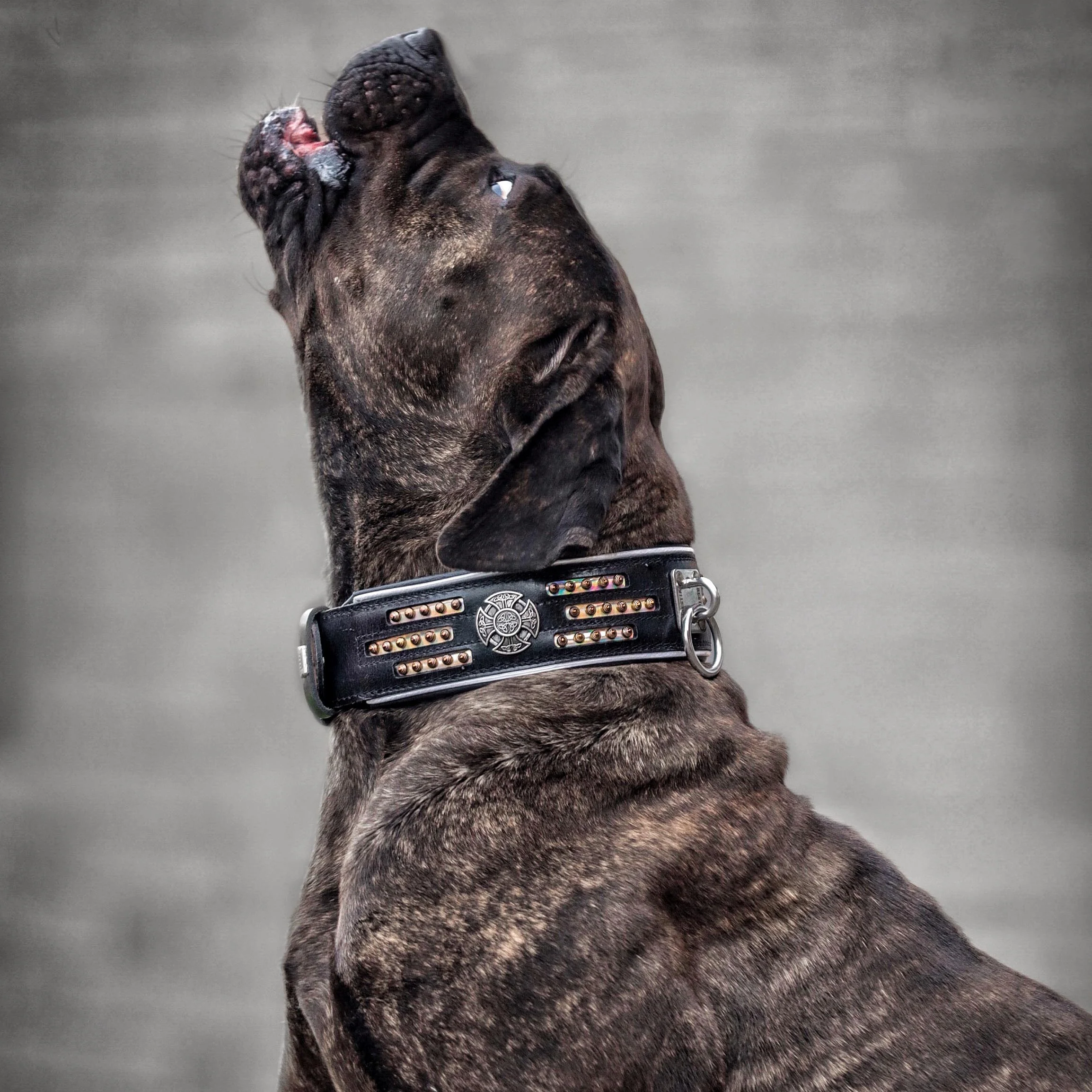 "Atlantis" Dog Collar - Image 2