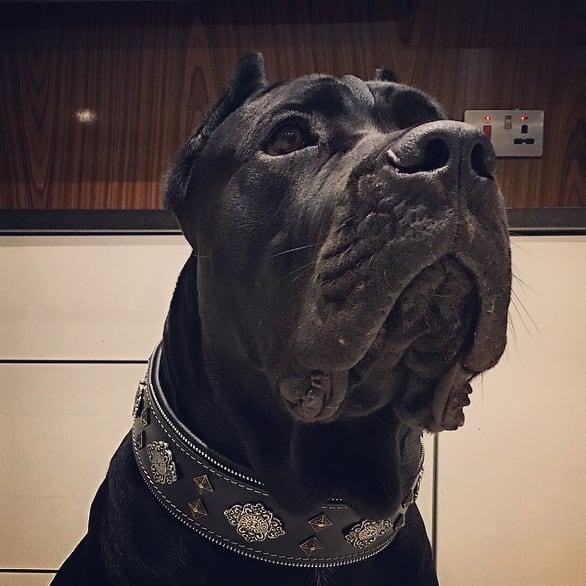 "Aztec" Dog Collar. Black - Image 3