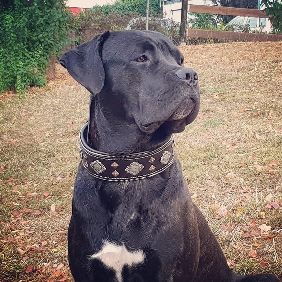 "Aztec" Dog Collar. Black - Image 4