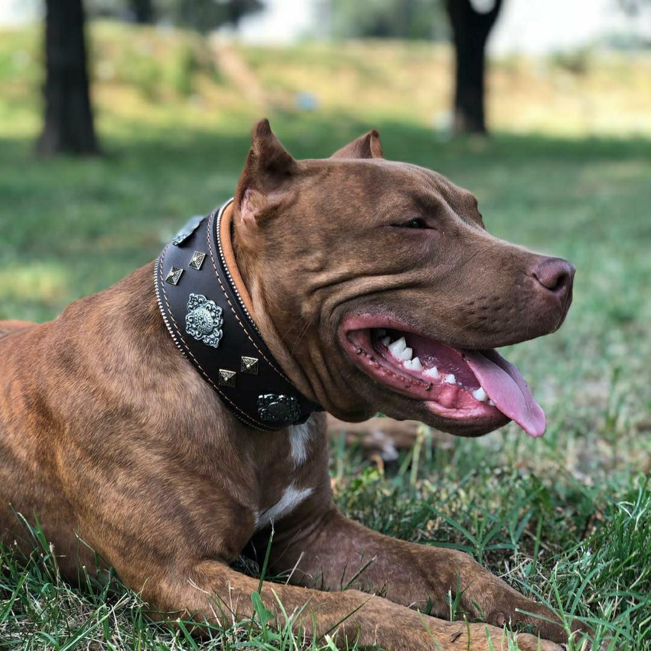 "Aztec" Dog Collar. Brown - Image 5