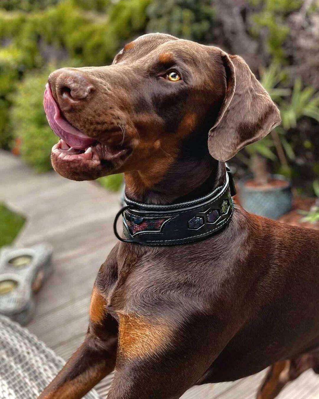"Batman" Dog Collar - Image 3