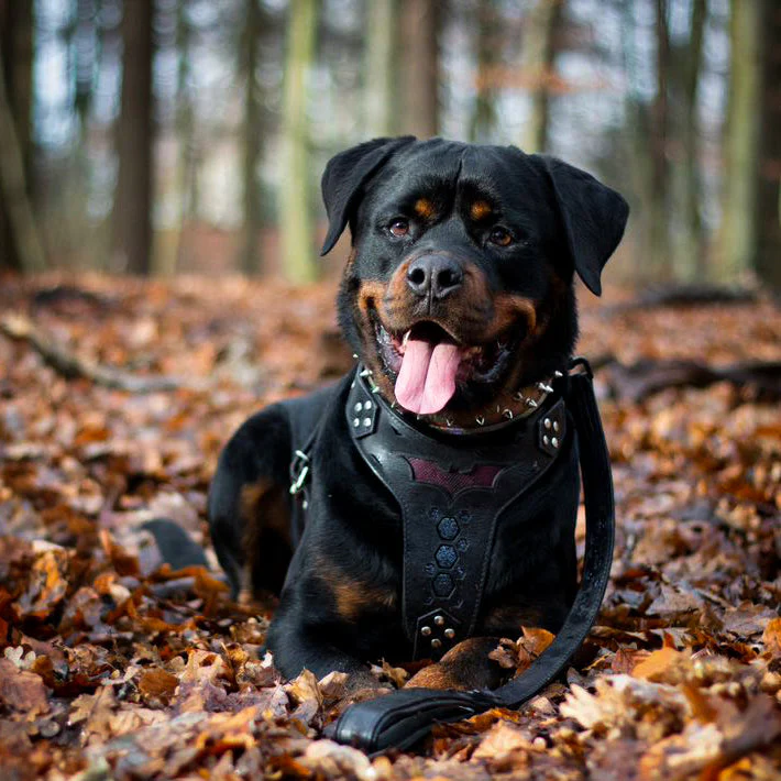 "BATMAN" Dog Harness - Image 2