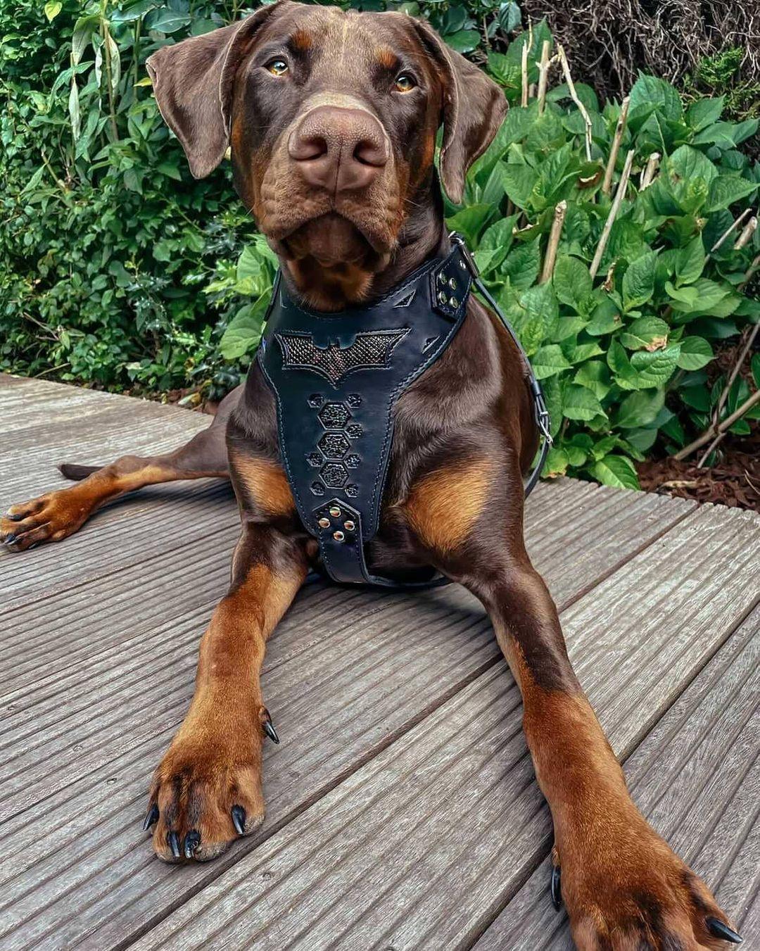 "BATMAN" Dog Harness - Image 3