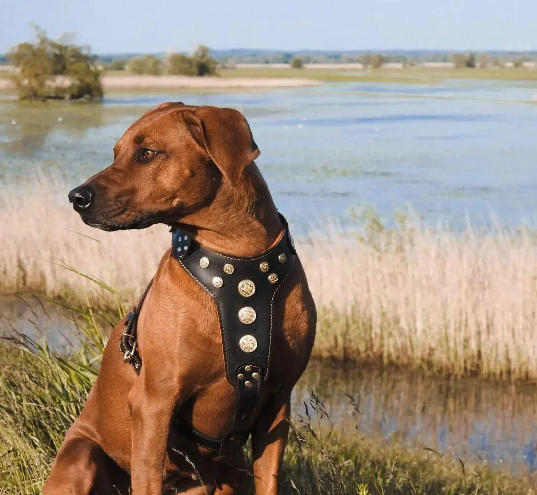 "Bijou" Big Dogs Harness. Black & Orange - Image 2