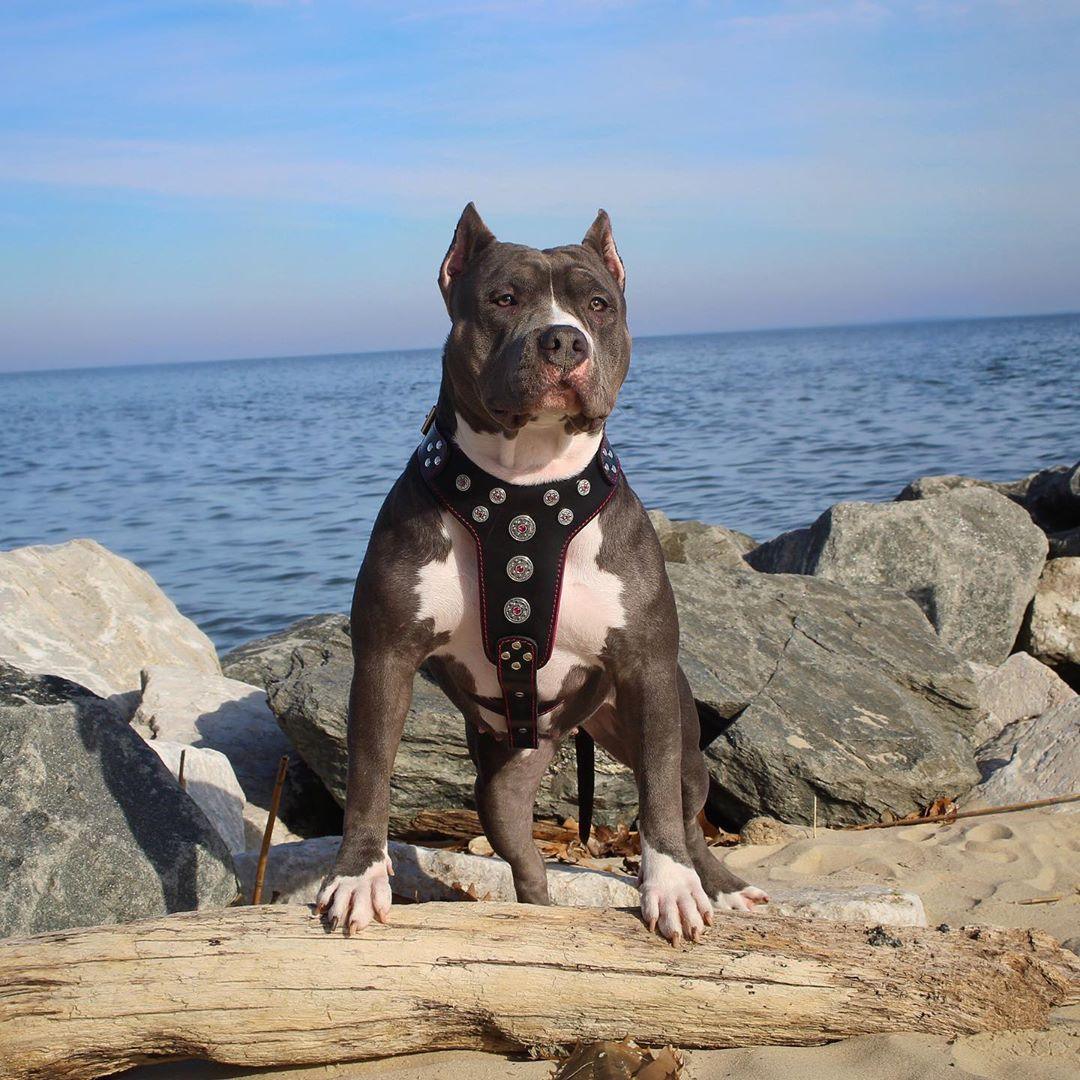 "Bijou" Big Dog Harness. Black & Red - Image 2