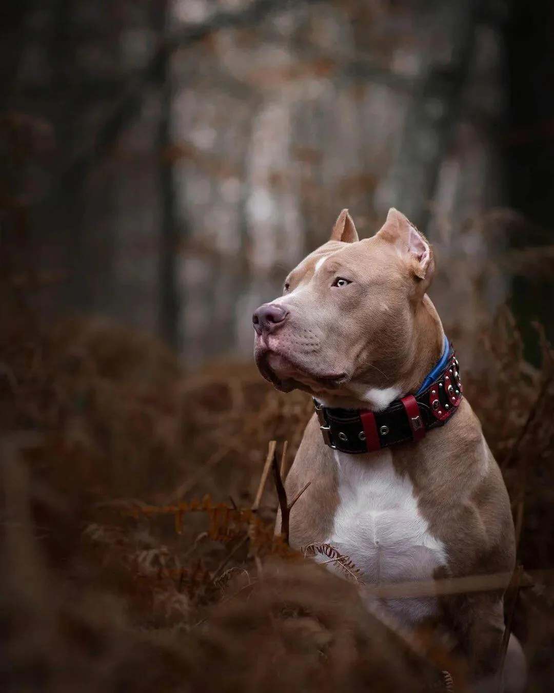 ''Captain America'' Dog Collar - Image 2