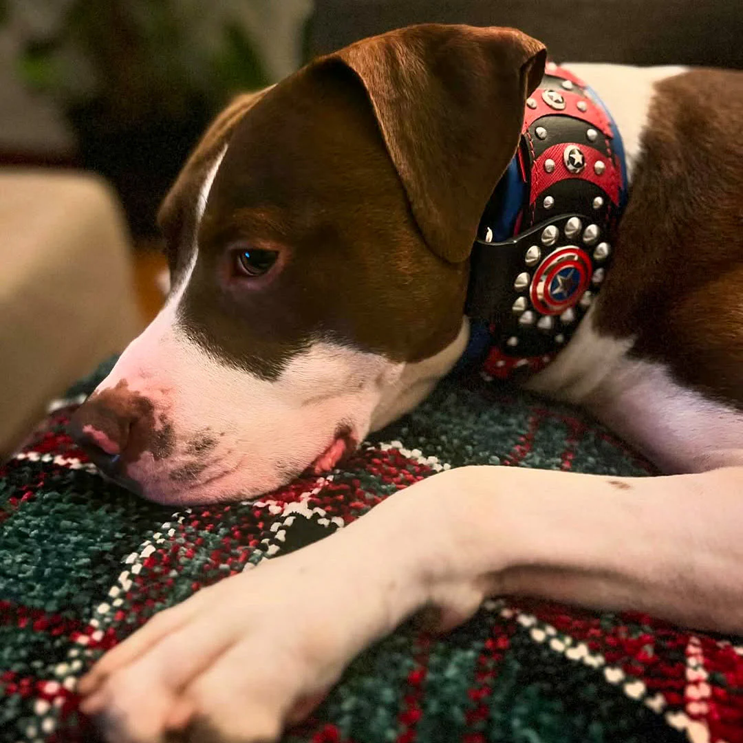 ''Captain America'' Dog Collar - Image 5