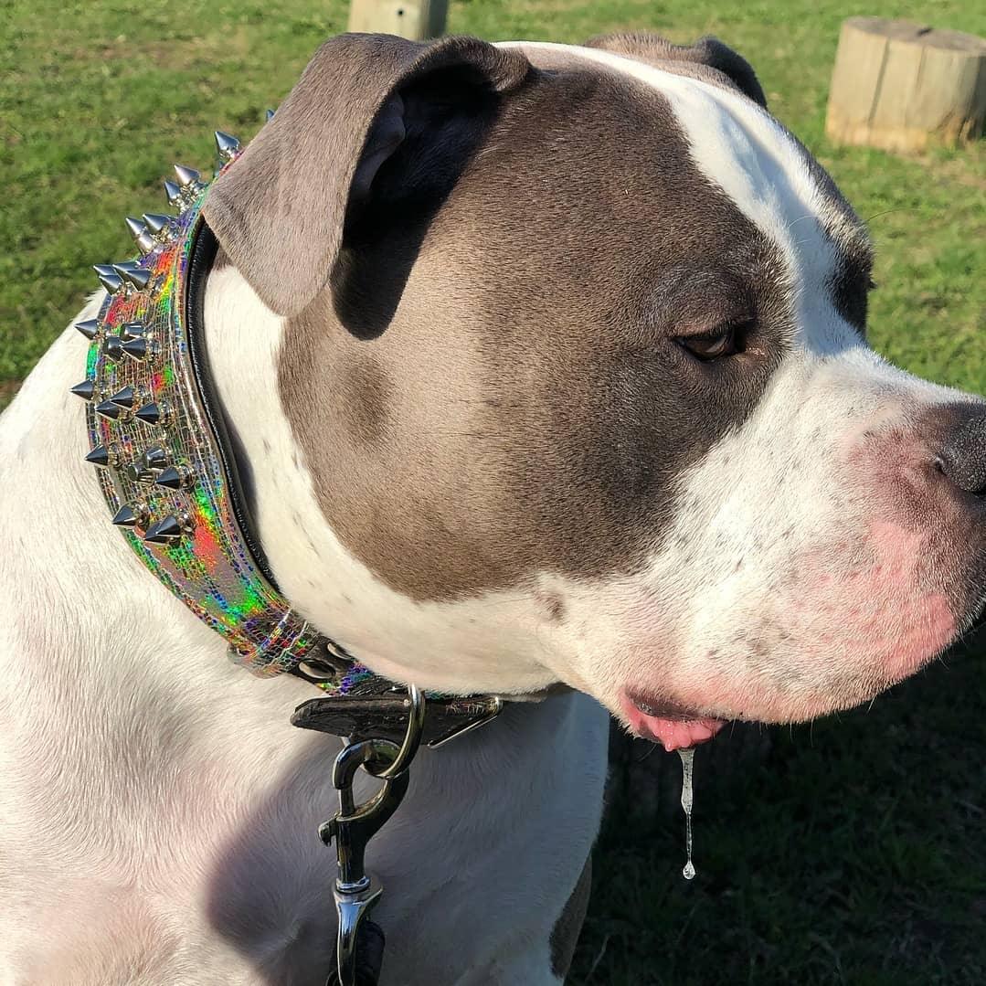 "Chameleon" LIMITED Big Dog Collar - Image 2