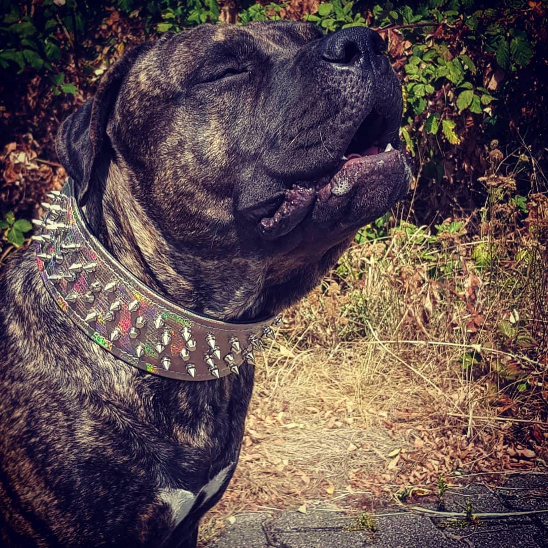 "Chameleon" LIMITED Big Dog Collar - Image 3