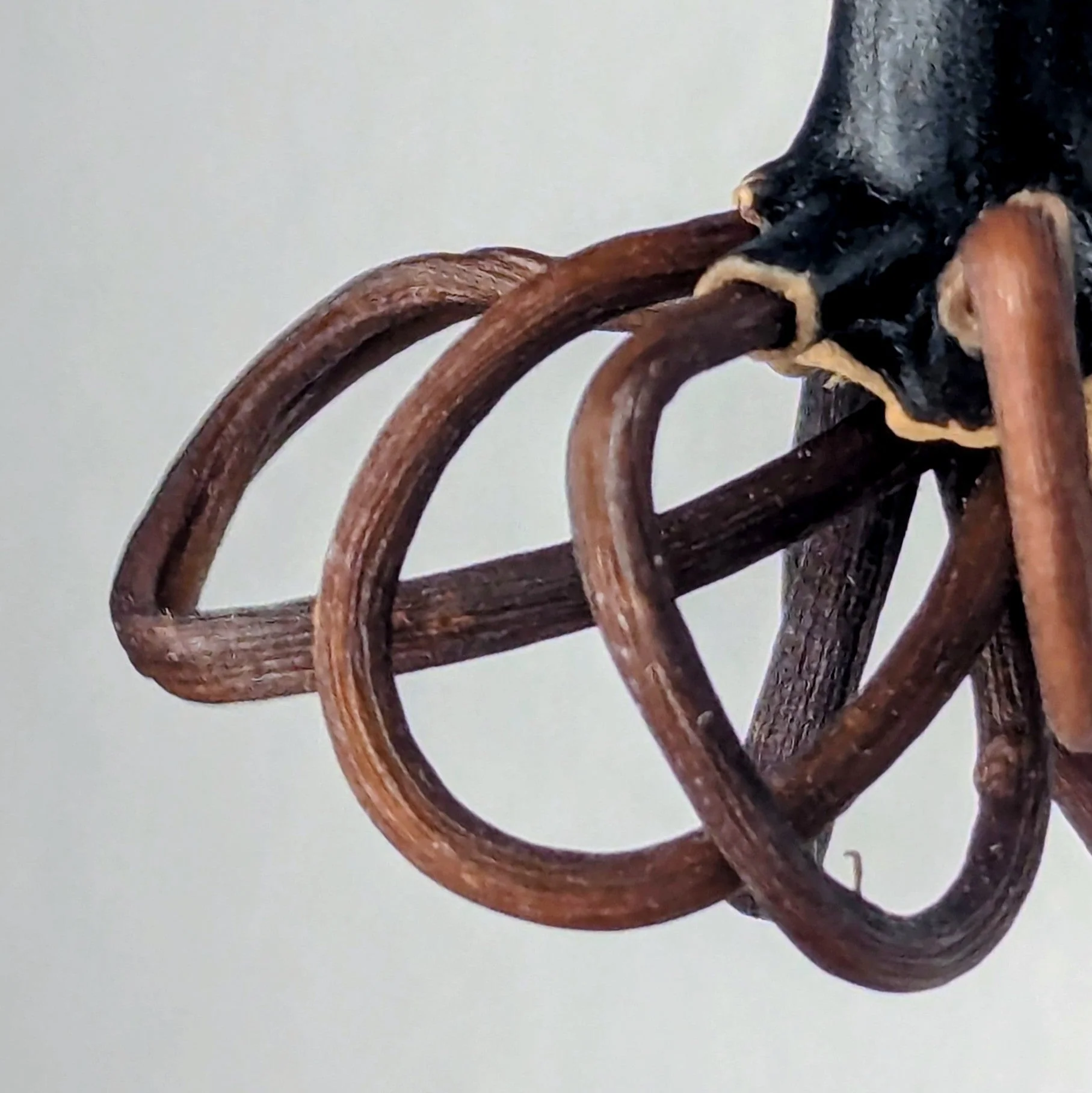 Desmophycra Pendant Necklace - Image 2
