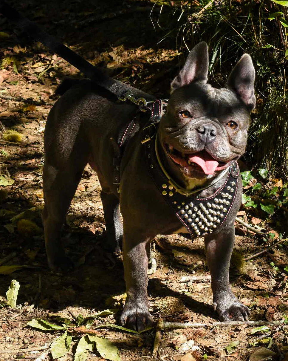 "Frenchie" Studded Leather Dog Harness for Small to Medium Breeds - Image 2