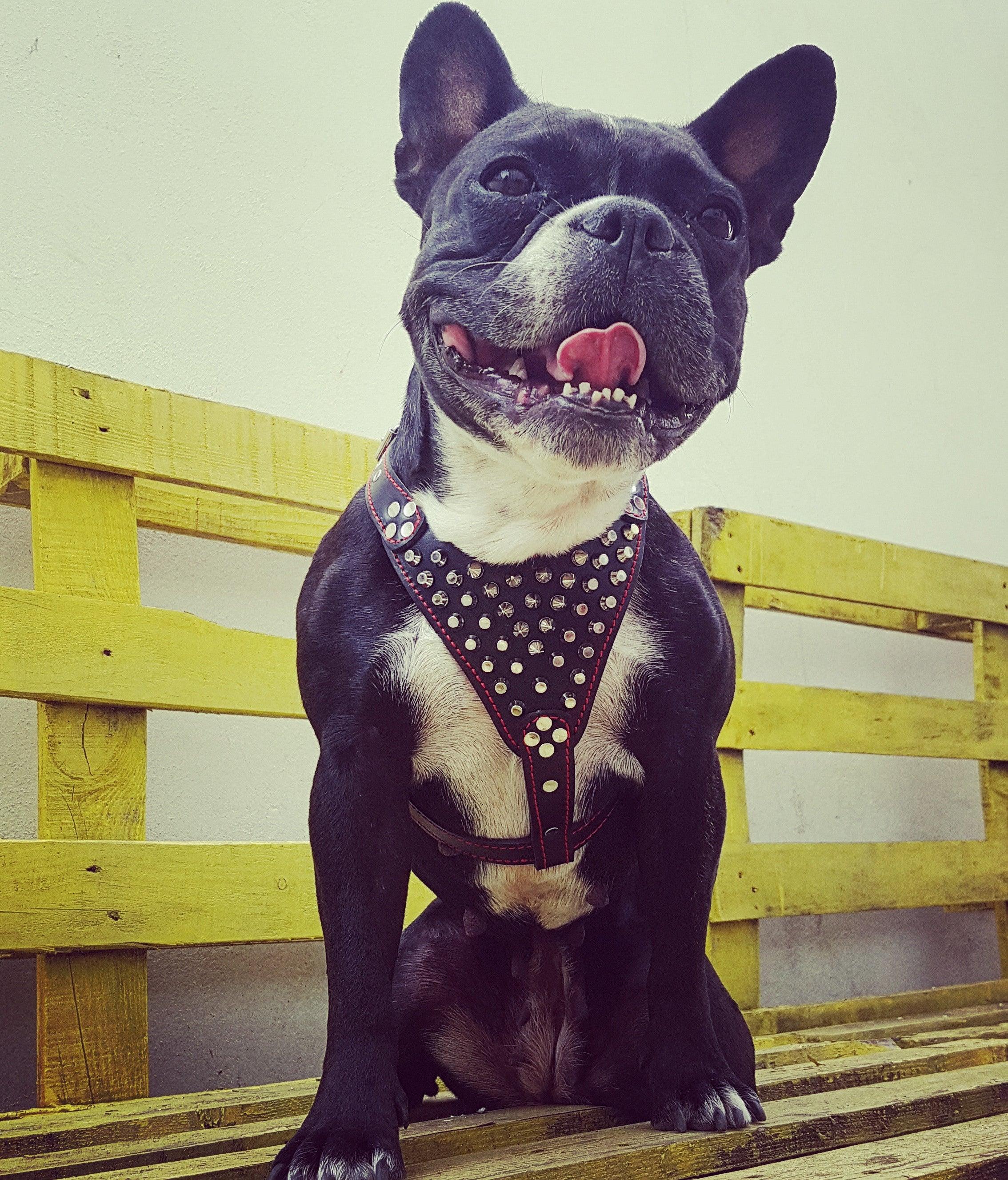 "Frenchie" Studded Leather Dog Harness for Small to Medium Breeds - Image 3
