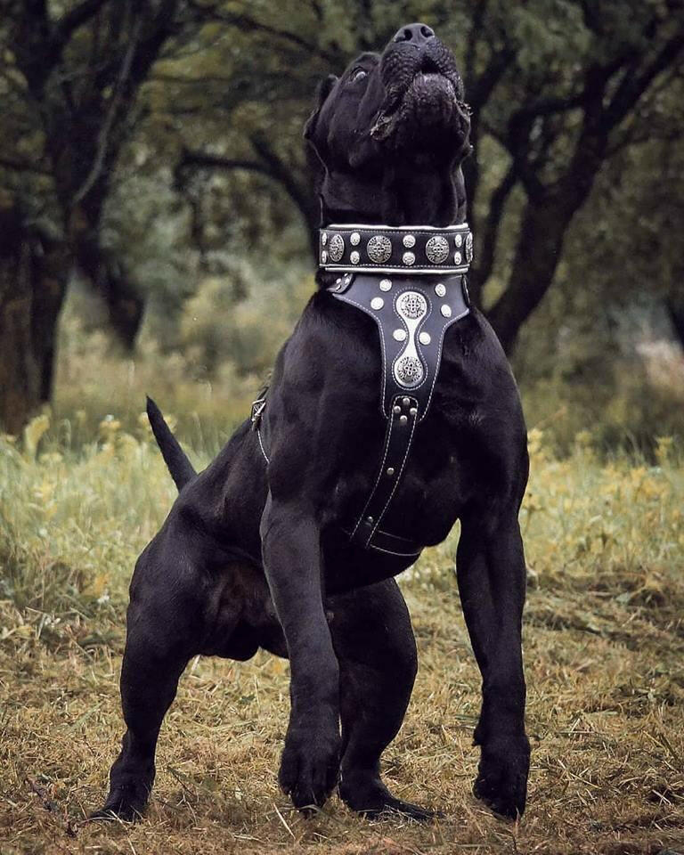 "Hektor" Dog Collar - Image 2
