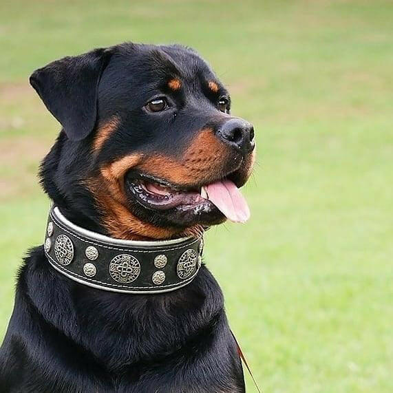 "Hektor" Dog Collar - Image 3