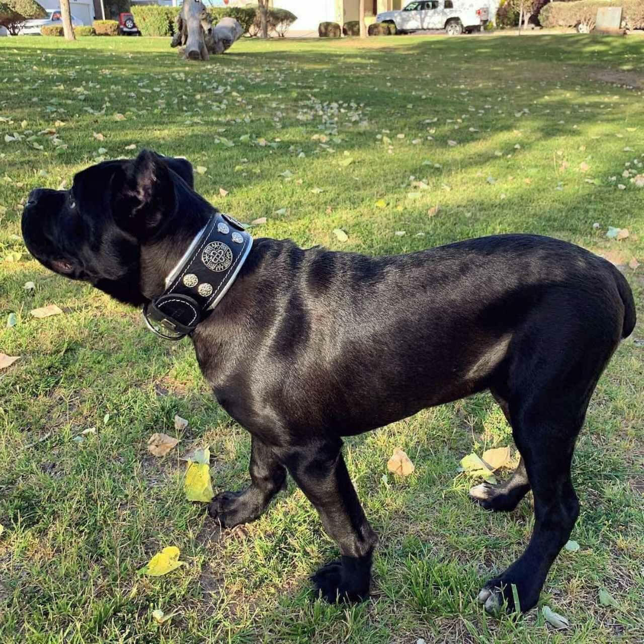 "Hektor" Dog Collar - Image 4
