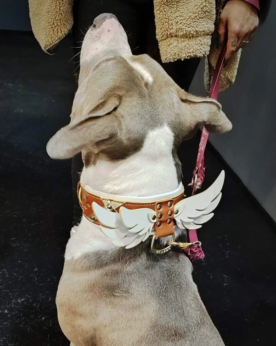Hermes Dog Collar - Image 2