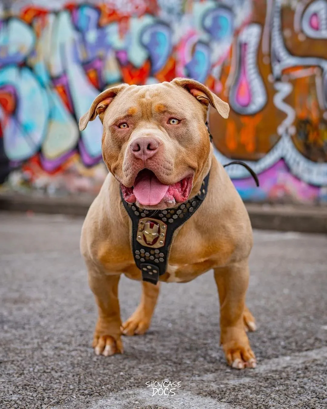 "Irondog" Dog Harness - Image 2