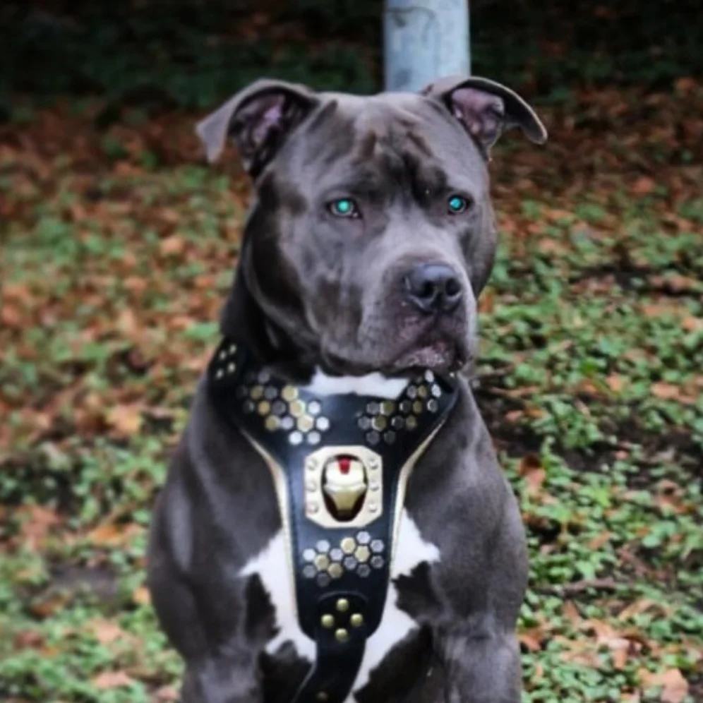 "Irondog" Dog Harness - Image 3