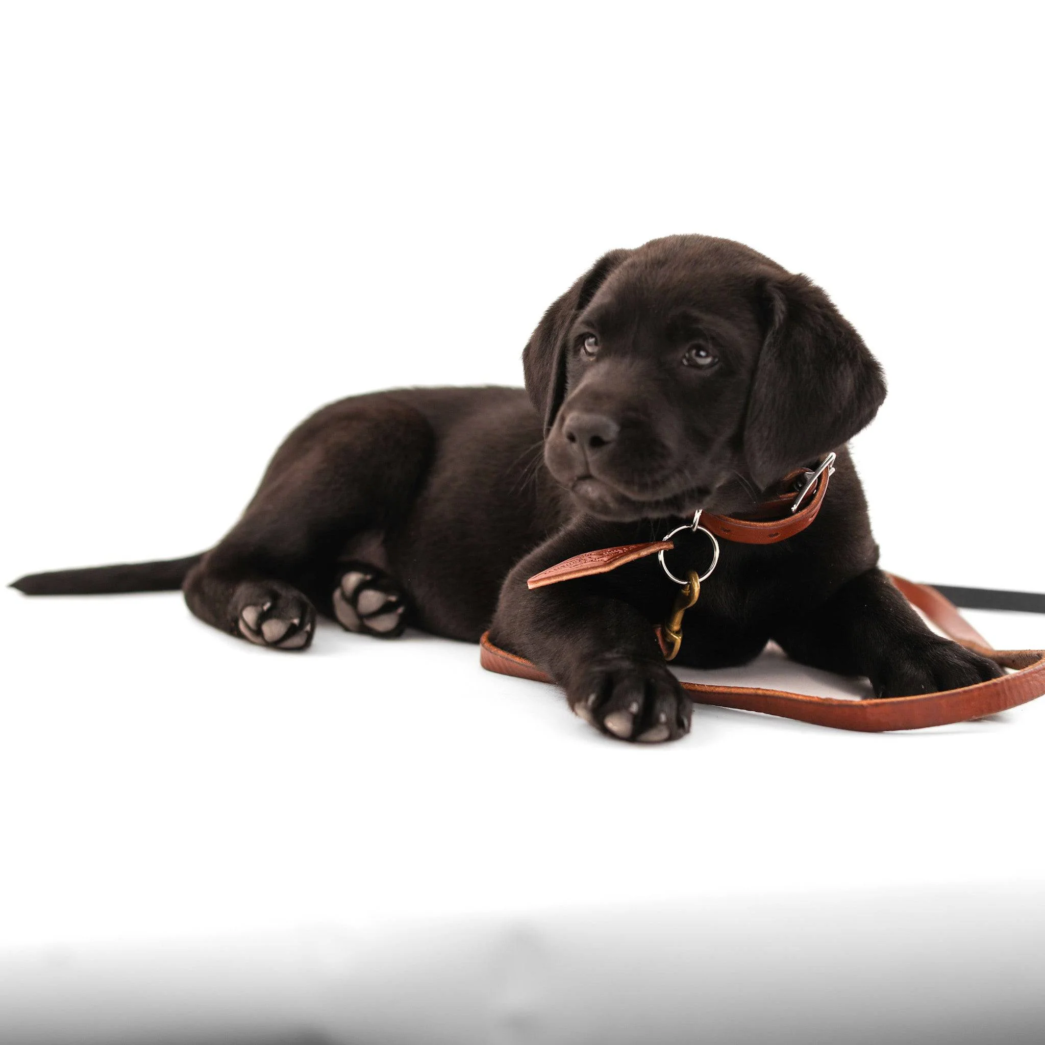 Leather Dog Collar - Classic - Image 2