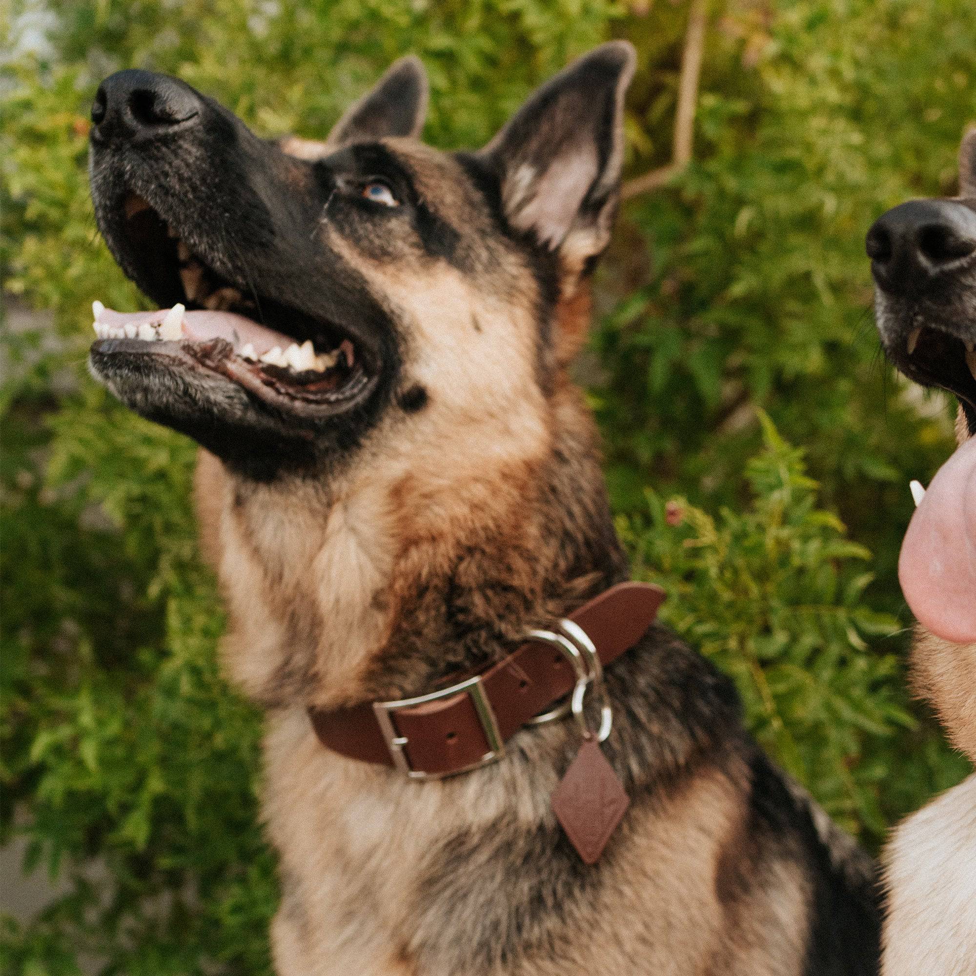 Leather Dog Collar - Classic - Image 3