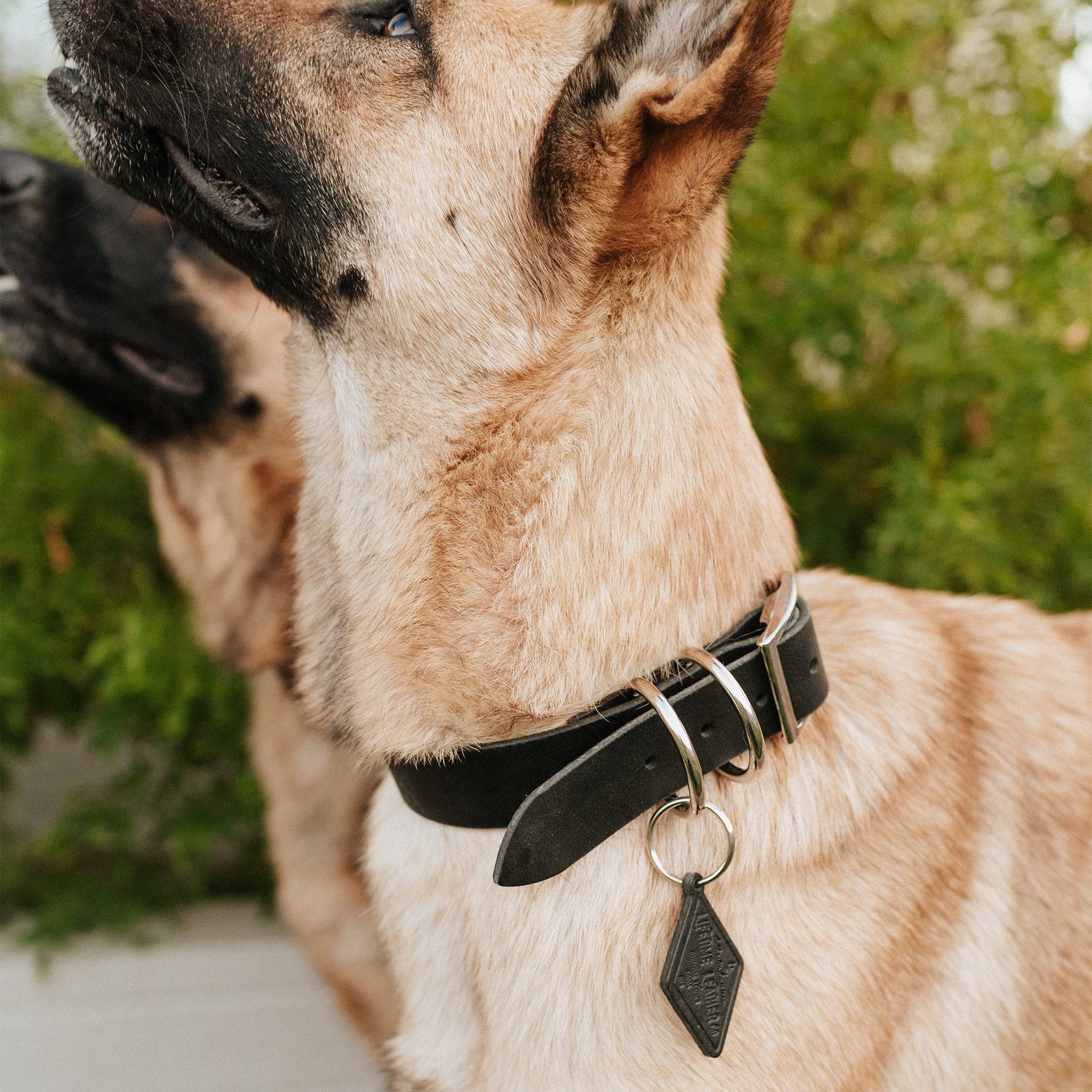 Leather Dog Collar - Classic - Image 5