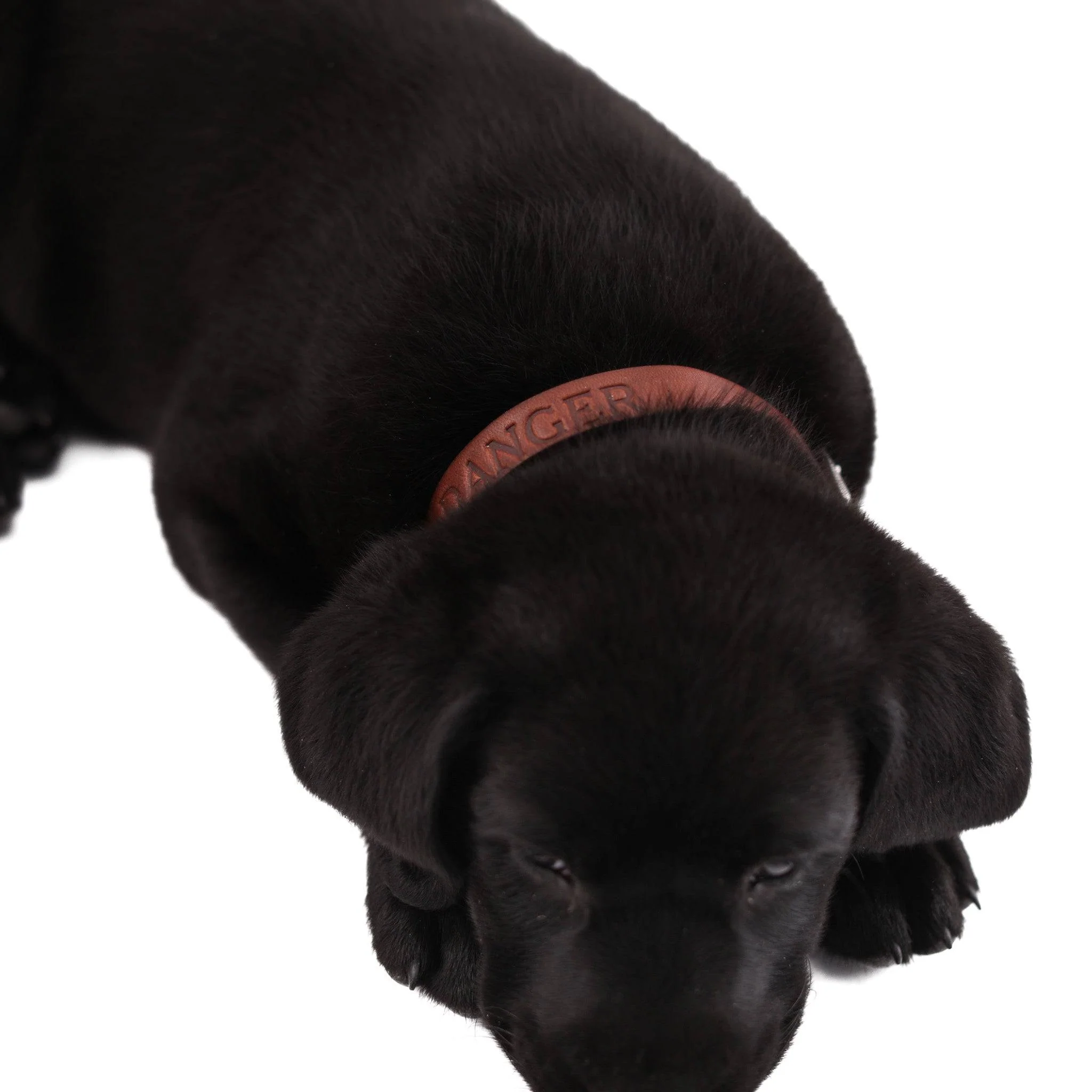 Leather Dog Collar - Classic - Image 7