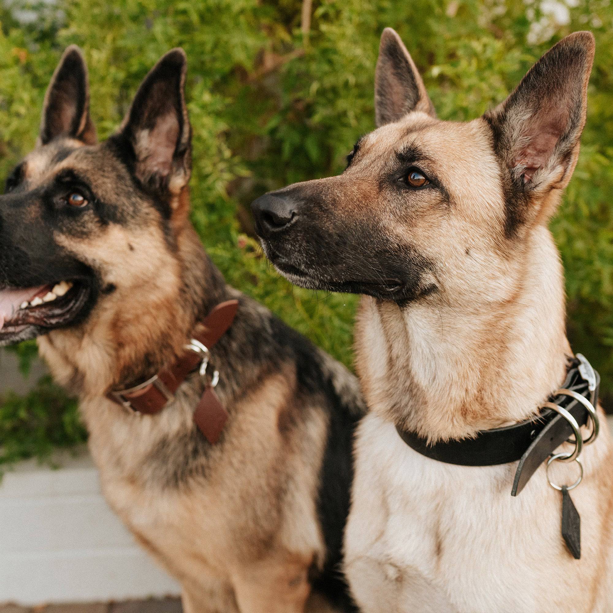 Leather Dog Collar - Classic - Image 8
