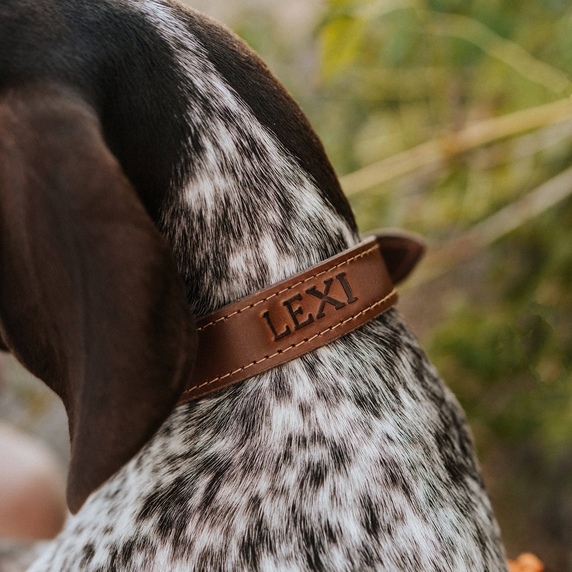 Leather Dog Collar - Designer - Image 3