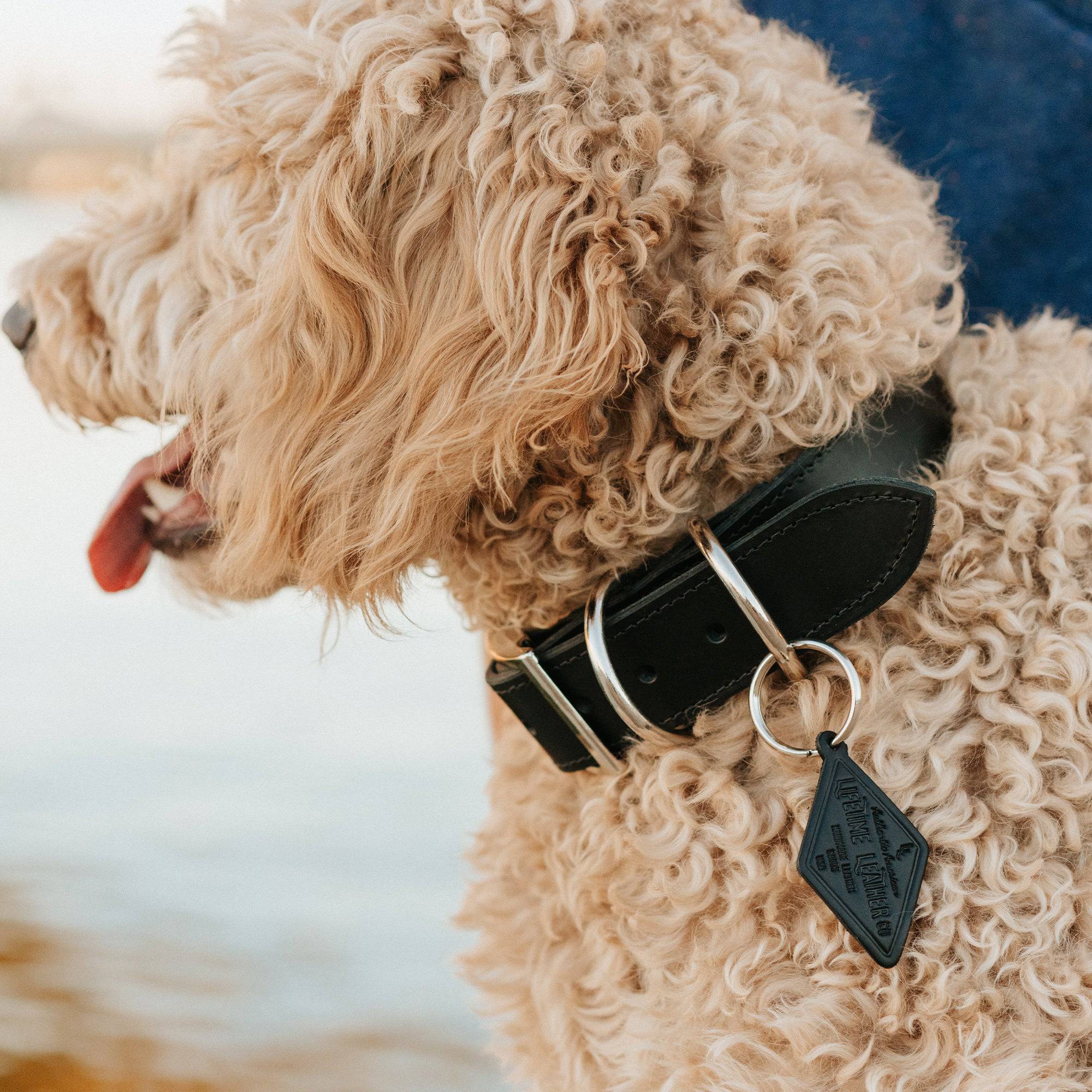 Leather Dog Collar - Designer - Image 4