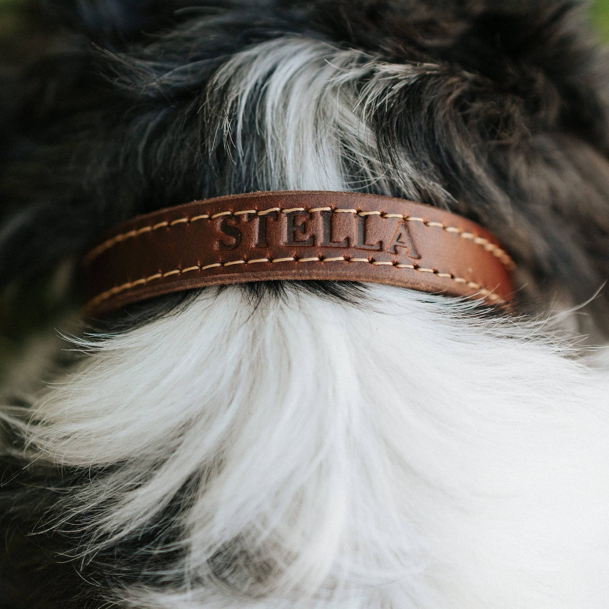 Leather Dog Collar - Designer - Image 5