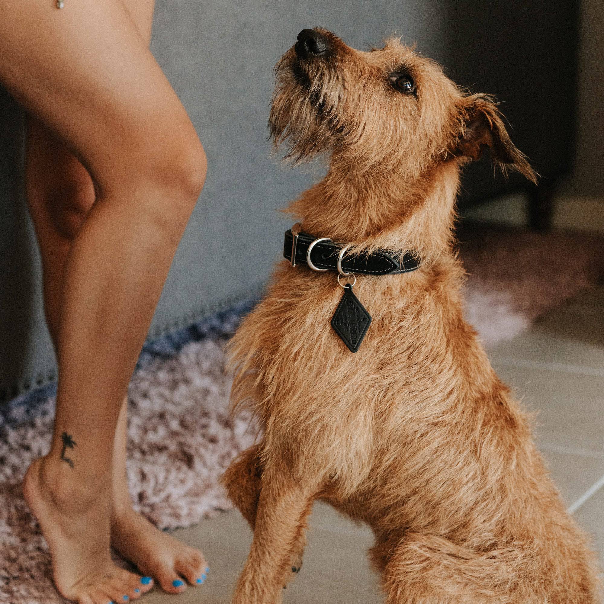 Leather Dog Collar - Designer - Image 6