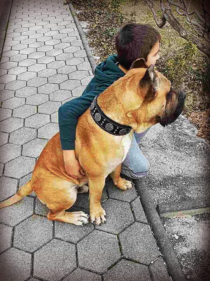 "Maximus Silver" Big Dog SET- Harness - Collar - Lead. Black - Image 4