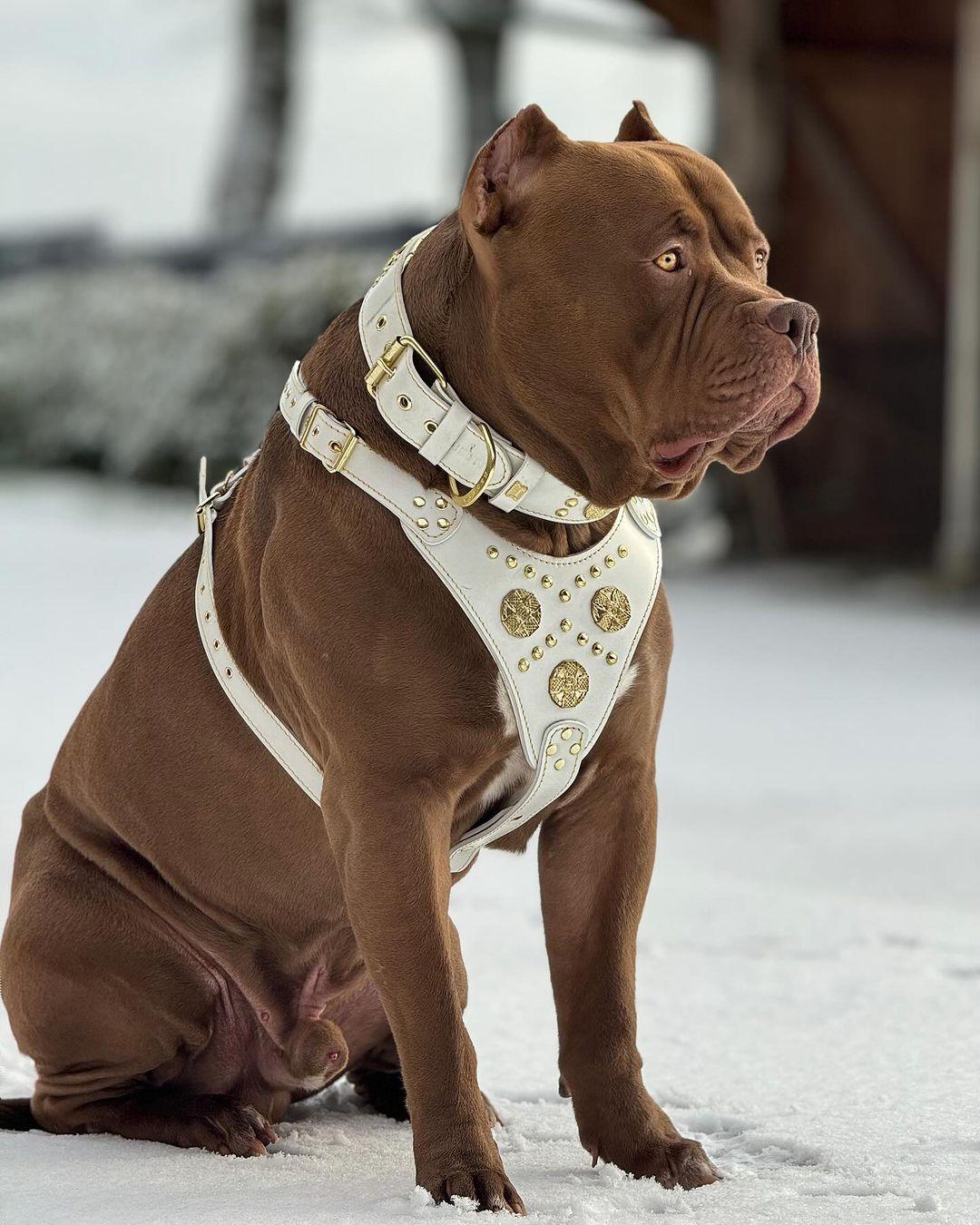 "Maximus White" Big Dog SET- Harness - Collar - Lead. Brass Rivets - Image 2