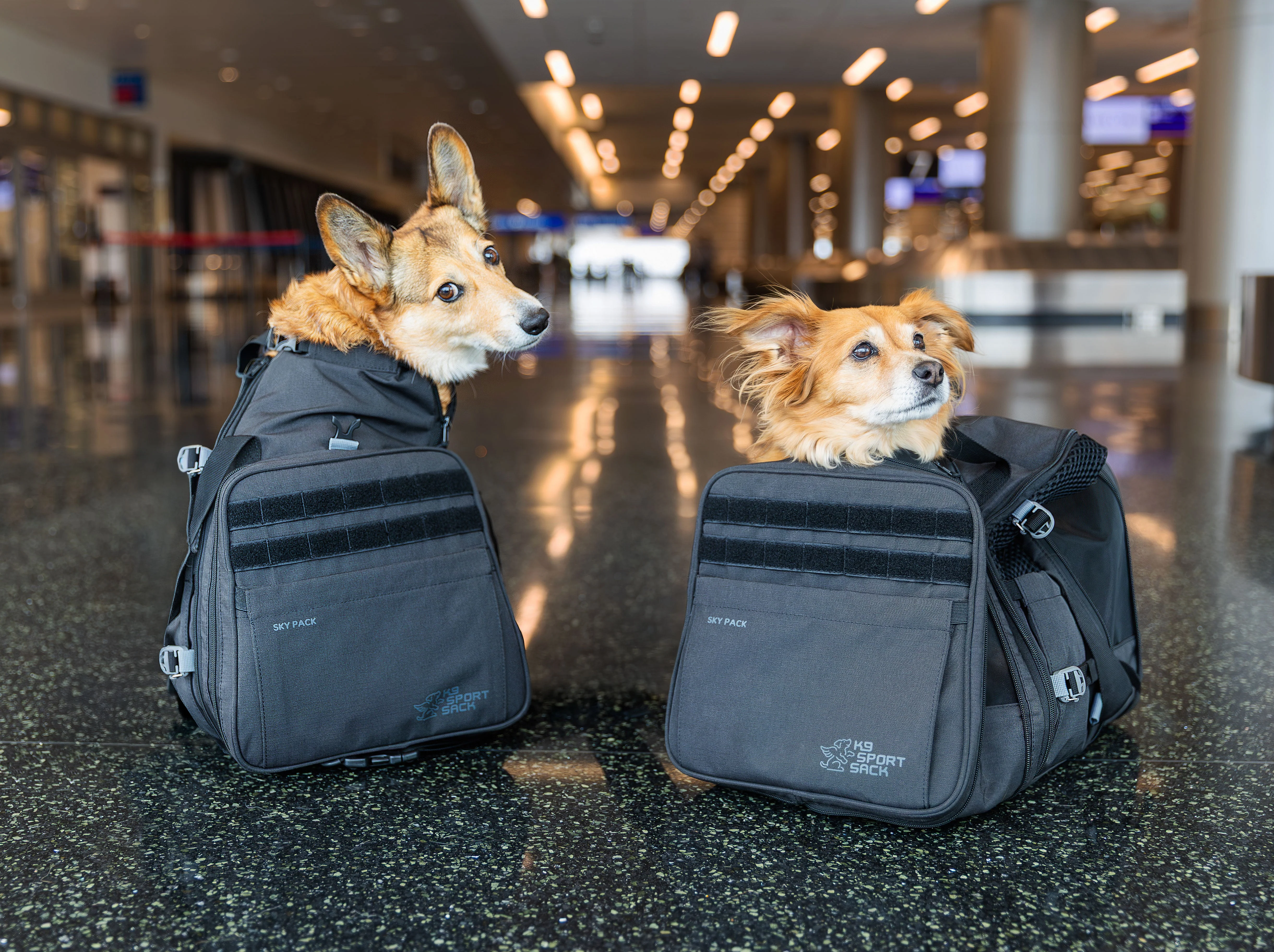 Sky Pack | Convertible Dog Backpack & Pet Carrier - Image 9
