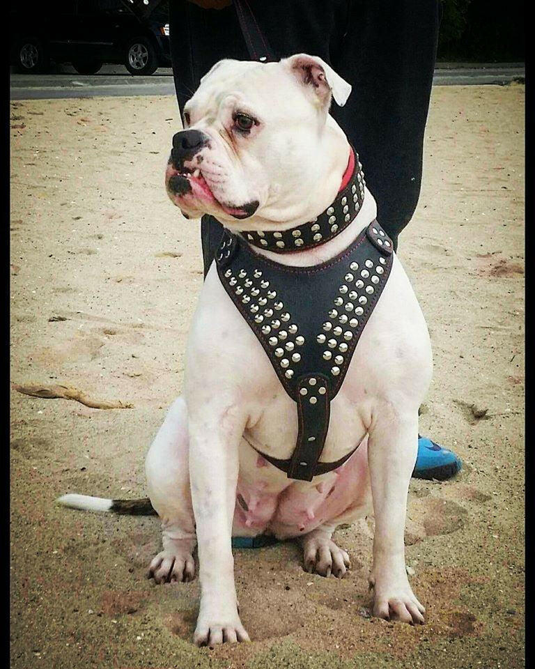 "Star" Dog Harness - Image 2