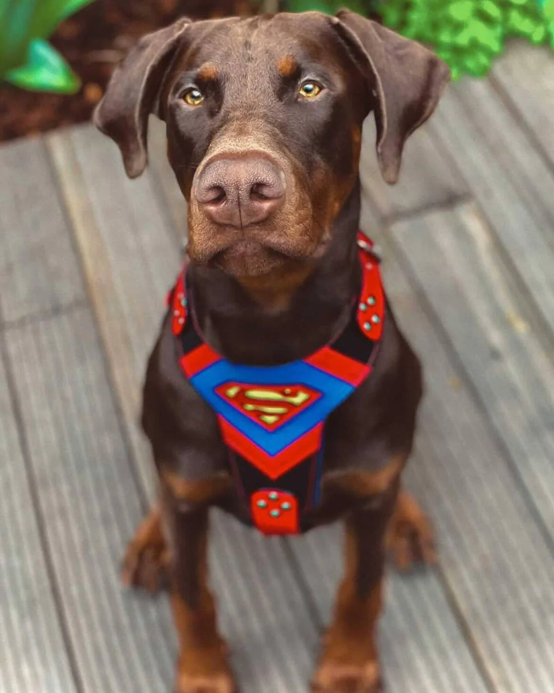 "Superdog" Dog Harness - Image 2
