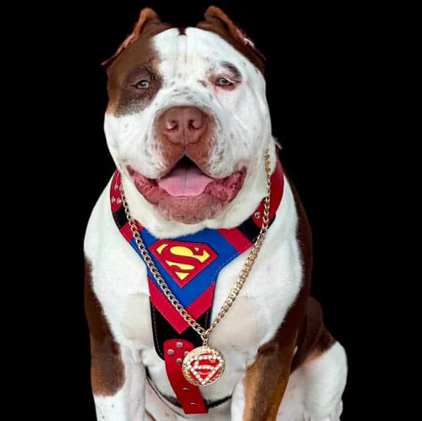 "Superdog" Dog Harness - Image 3