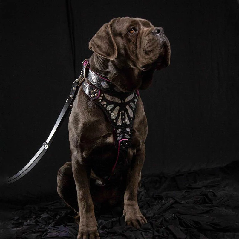 The "Ariel" Dog Collar - Image 4