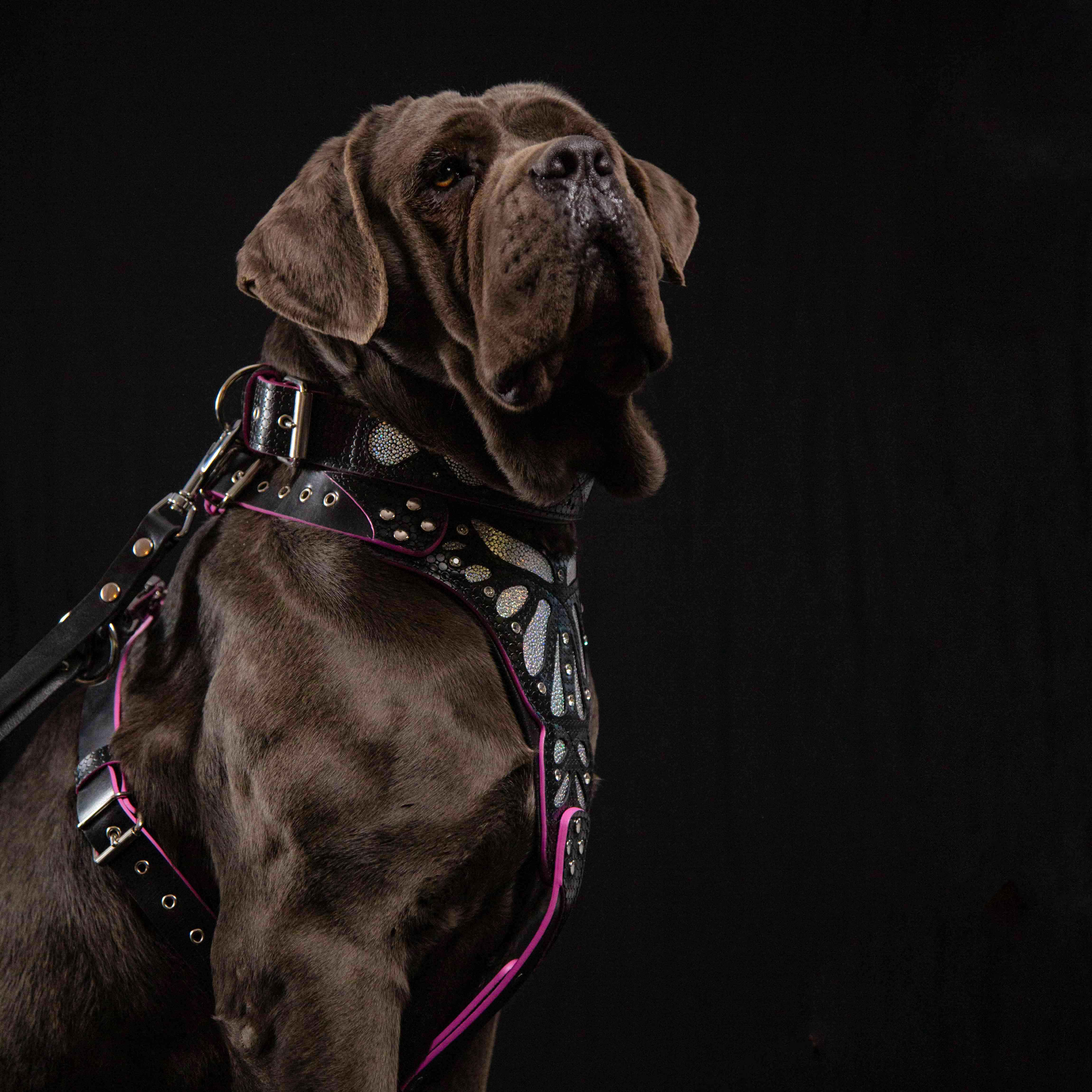 The "Ariel" Dog Collar - Image 5