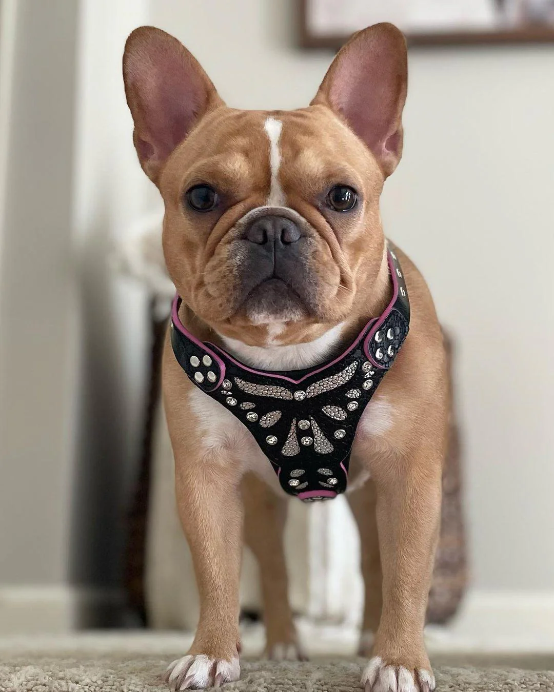 The "Ariel" Dog Harness for Small to Medium Breeds - Image 3