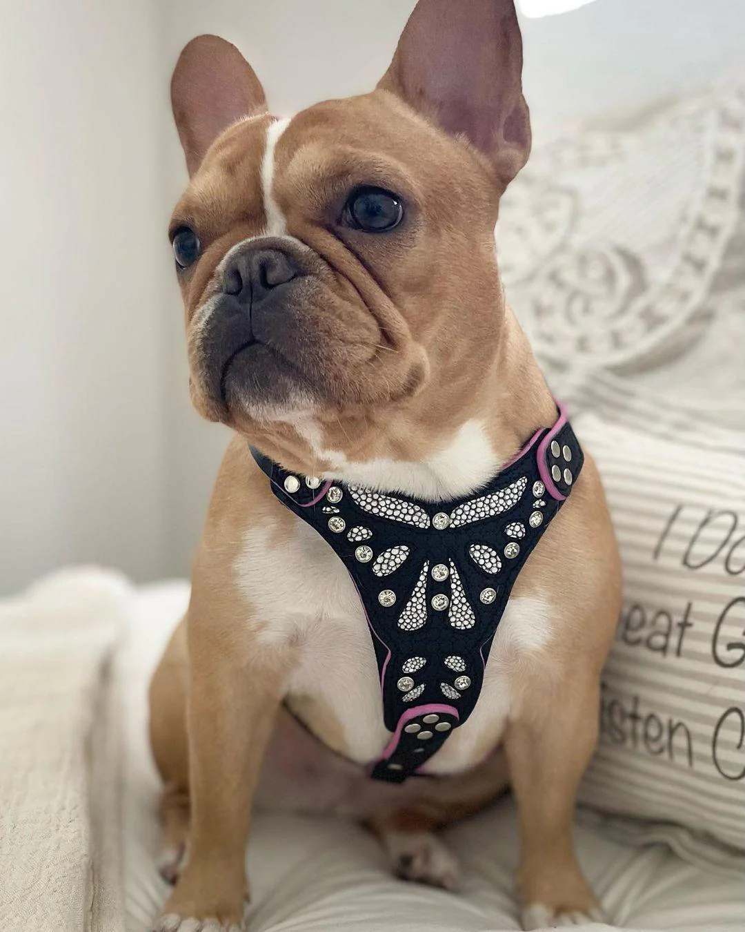 The "Ariel" Dog Harness for Small to Medium Breeds - Image 4