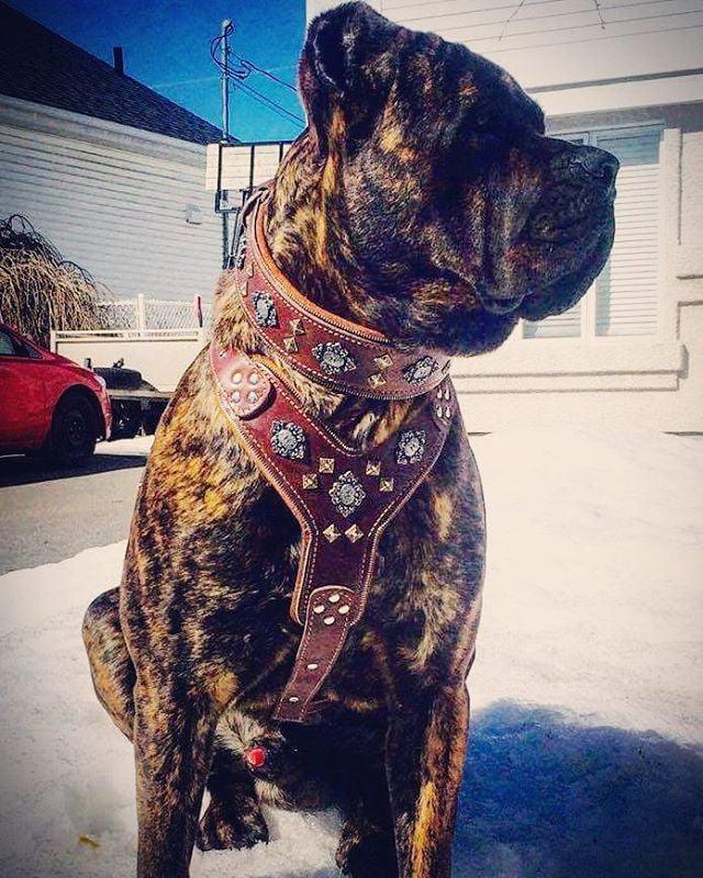 The "Aztec" Big Dog Harness. Brown - Image 2