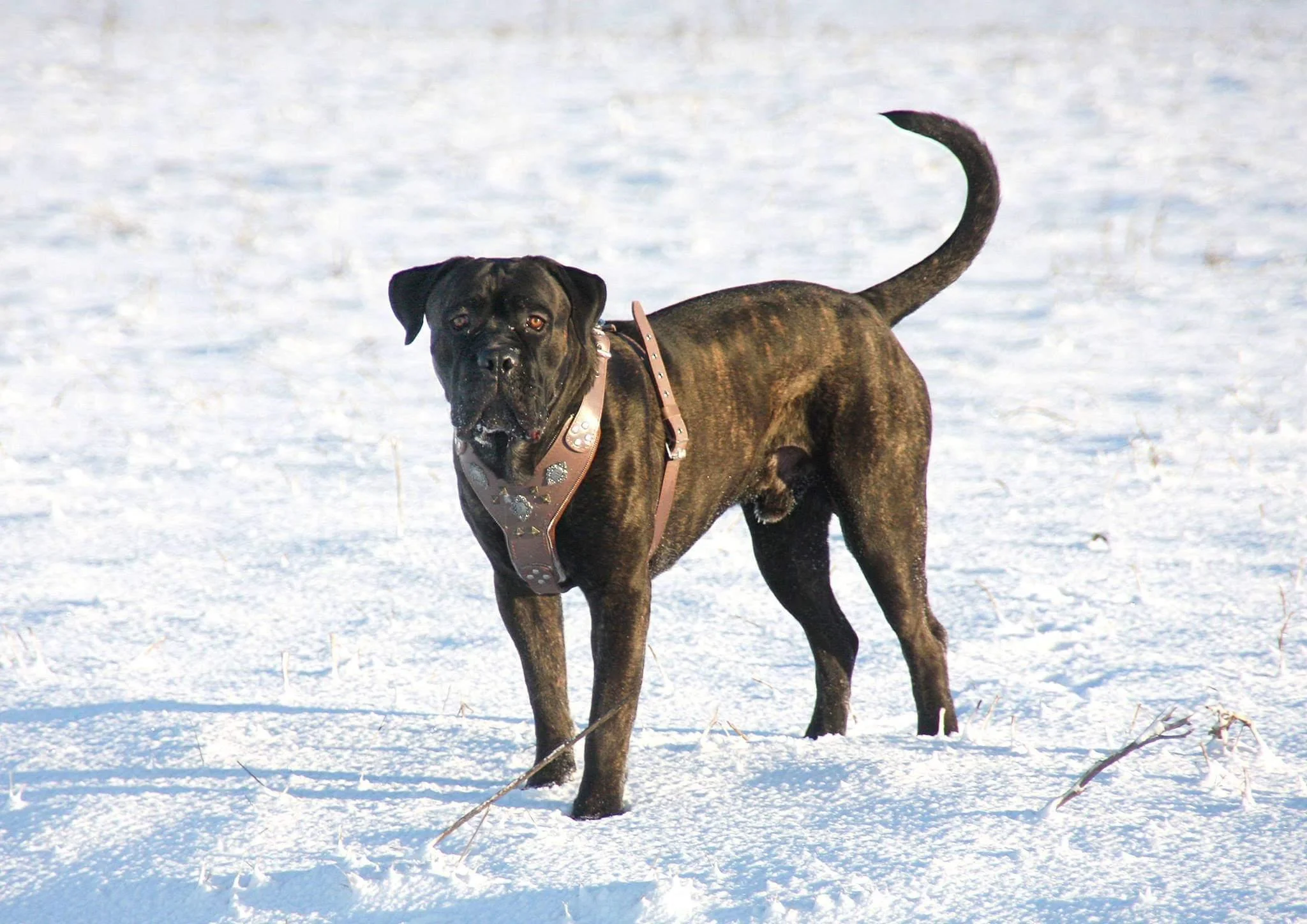 The "Aztec" Dog Harness. Grey - Image 2