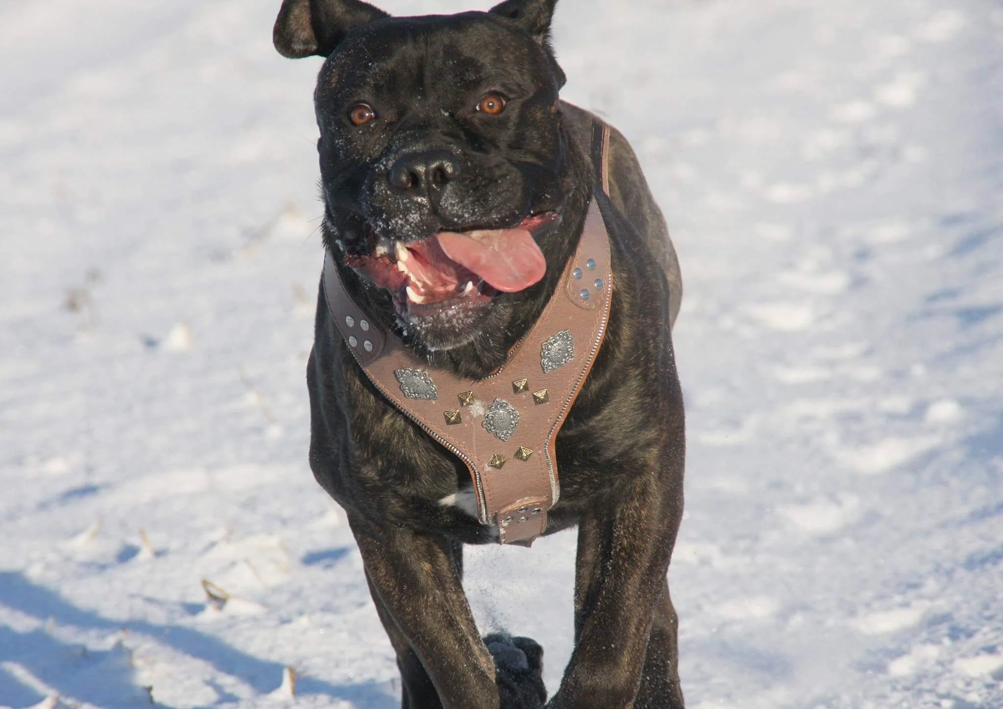The "Aztec" Dog Harness. Grey - Image 3