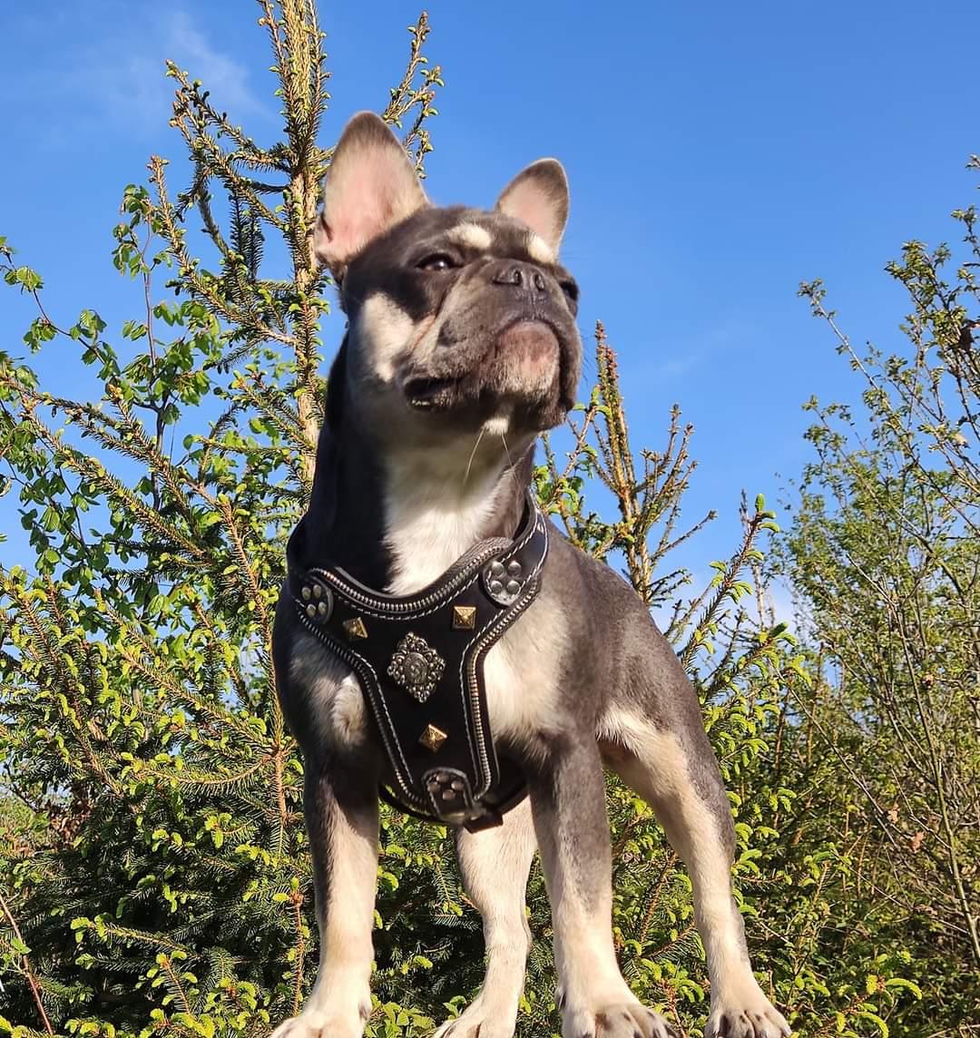The "Aztec" Dog Harness for Small to Medium Breeds - Image 2