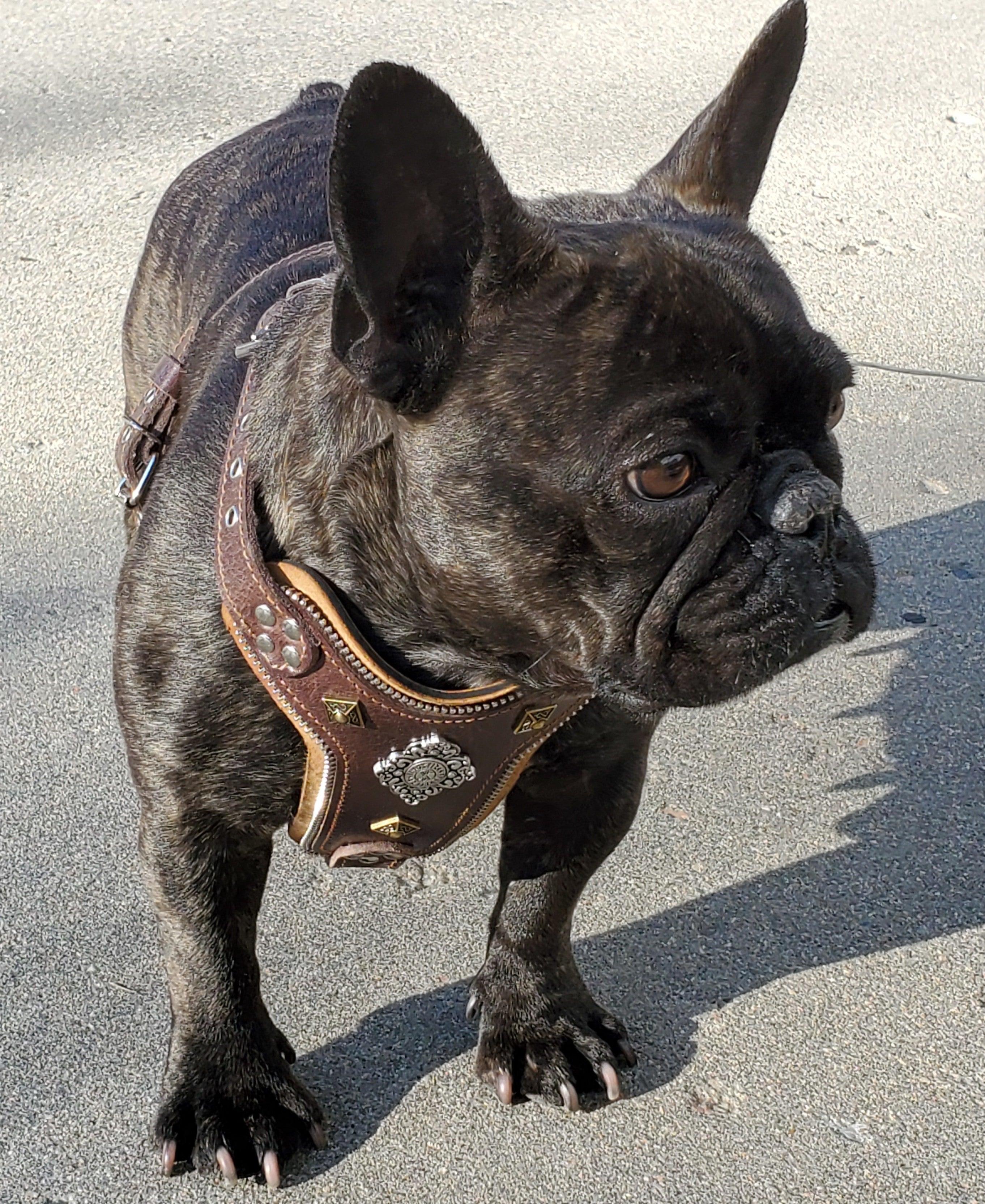 The "Aztec" Dog Harness Brown Small to Medium Breeds. Brown - Image 2