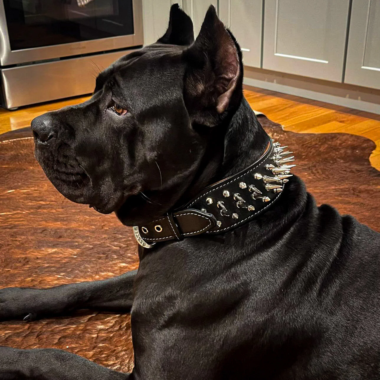 The "Big Boy" Dog Collar - Image 2