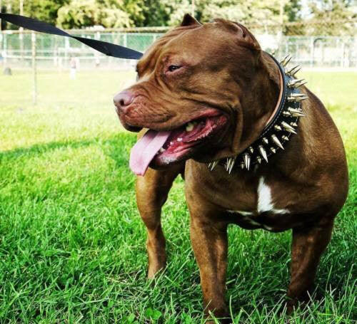 The "Big Boy" Dog Collar - Image 3