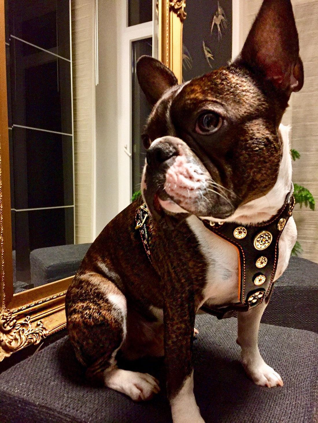 The "Bijou" Dog Harness for Small to Medium Breeds. Black & Orange - Image 2