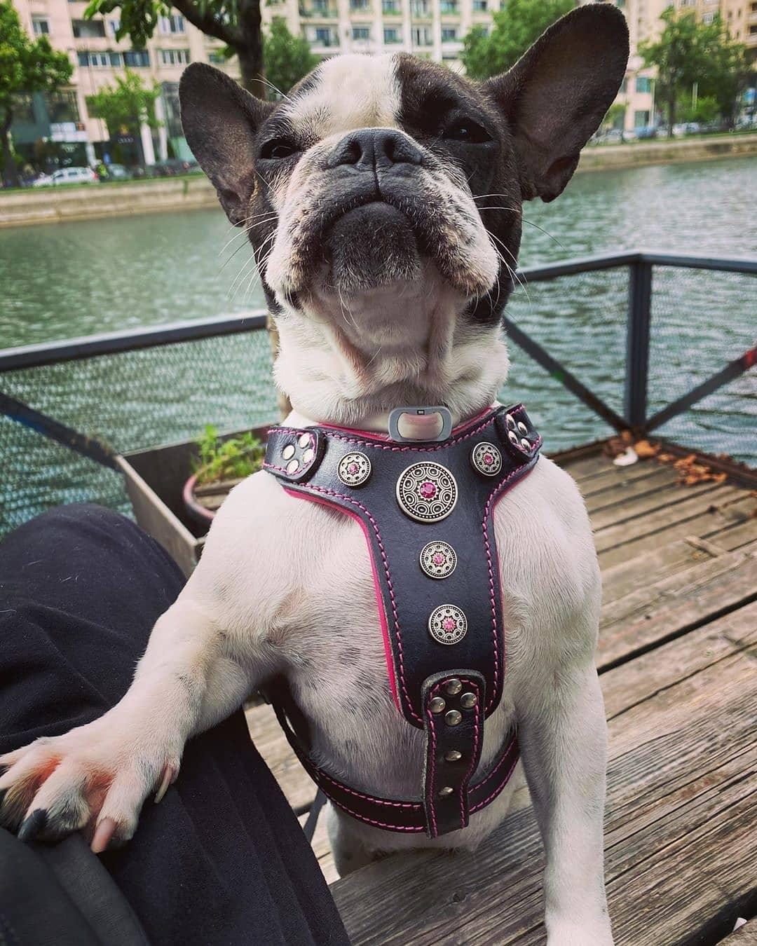 The "Bijou" Dog Harness for Small to Medium Breeds. Black & Pink - Image 2